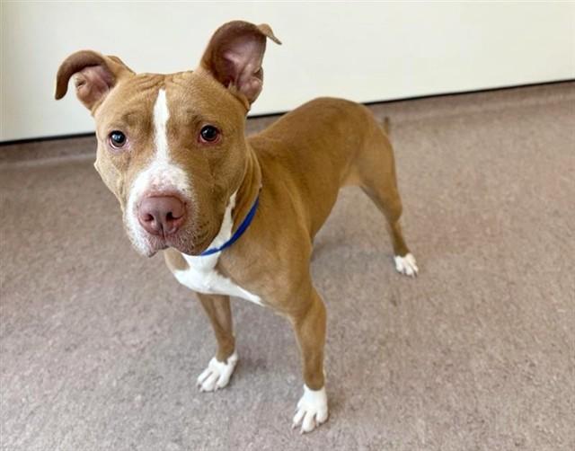 Enlarge EMERSON, a Adoptable Terrier in Saint Louis, MO image 1/1