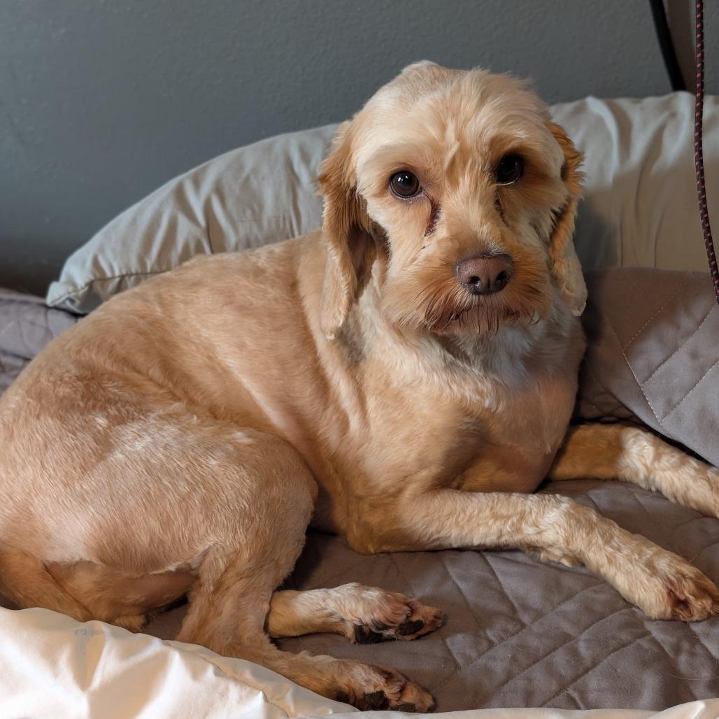Enlarge Riley, a Adoptable mixed breed in St. Paul, MN image 1/1