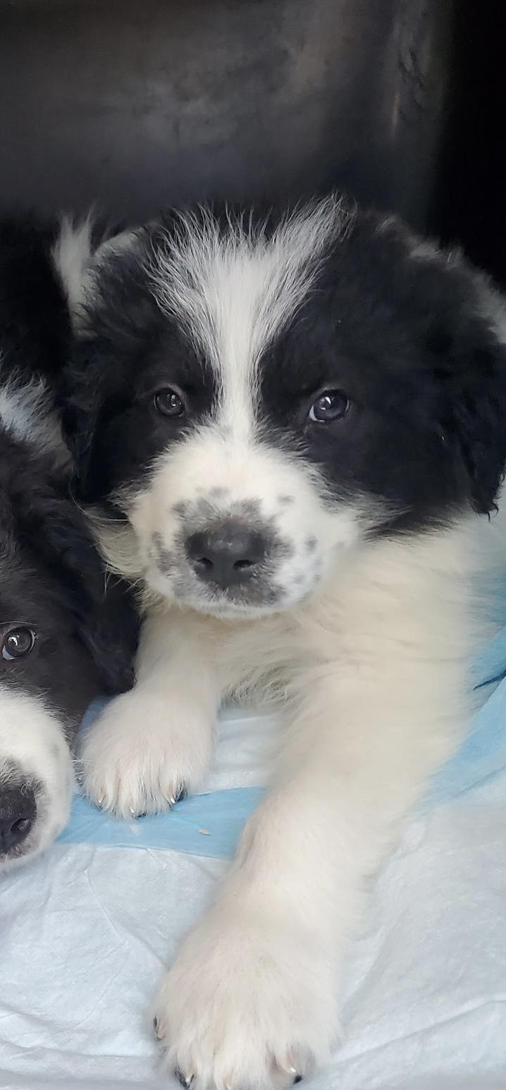 Belle, ADOPTABLE, Puppy Female Great Pyrenees.