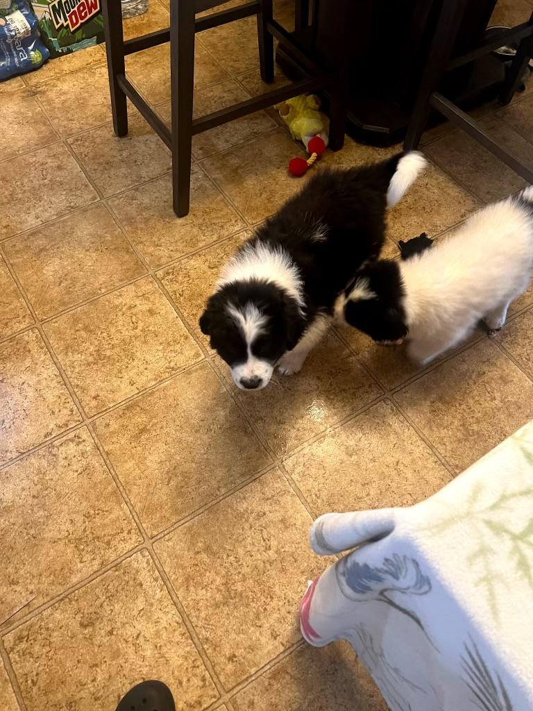 Enlarge Belle, a ADOPTABLE Great Pyrenees in Louisville, KY image 2/2