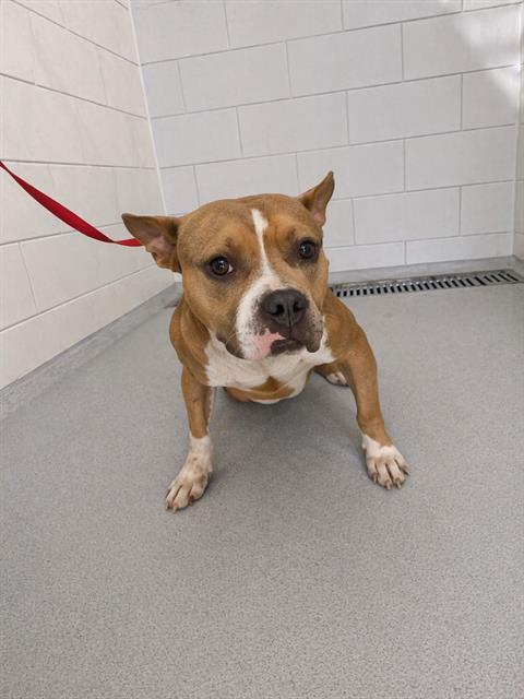 Enlarge BARBOSSA, a Adoptable American Bulldog in Winter Haven, FL image 1/1