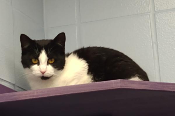 Gwen, Adoptable, Young Female Domestic Short Hair.