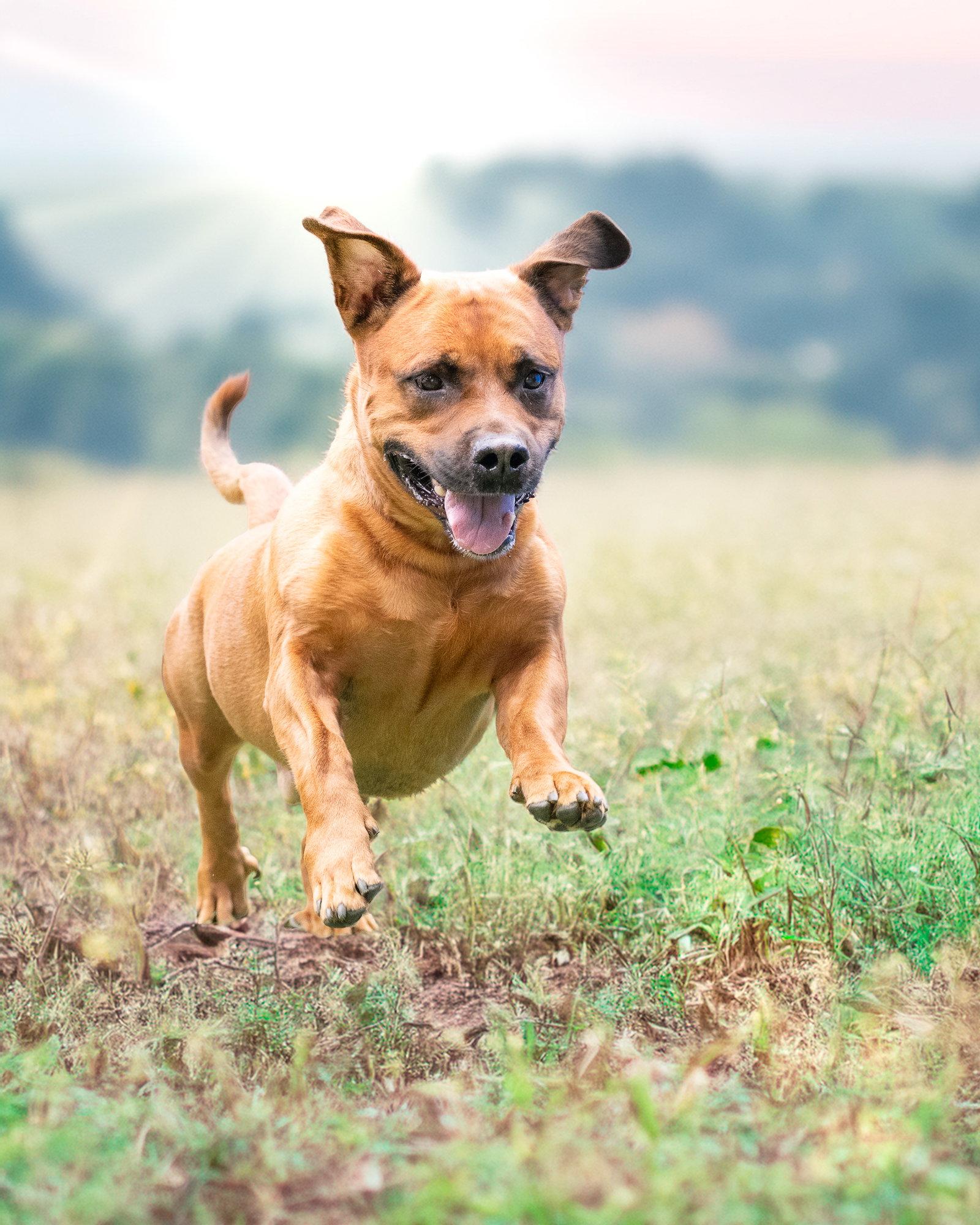 Enlarge GUS, a Adoptable mixed breed in Holbrook, NY image 1/3