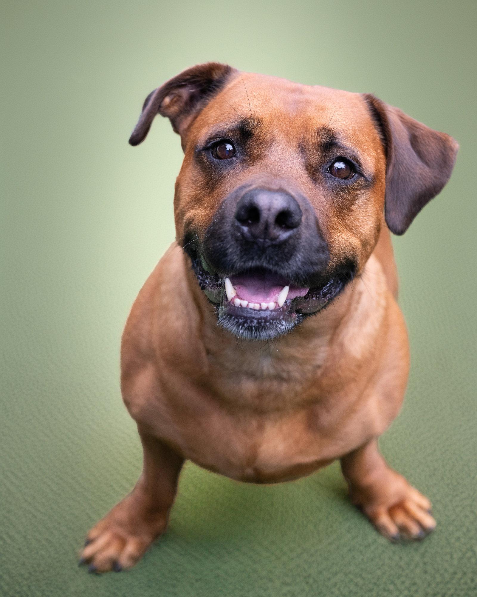Enlarge GUS, a Adoptable mixed breed in Holbrook, NY image 2/3