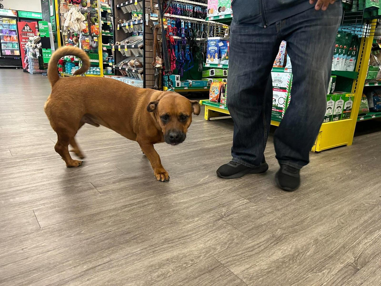 Enlarge GUS, a Adoptable mixed breed in Holbrook, NY image 3/3