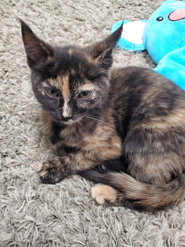 Enlarge Kyla, a Adoptable Domestic Short Hair in Clinton Township, MI image 1/4