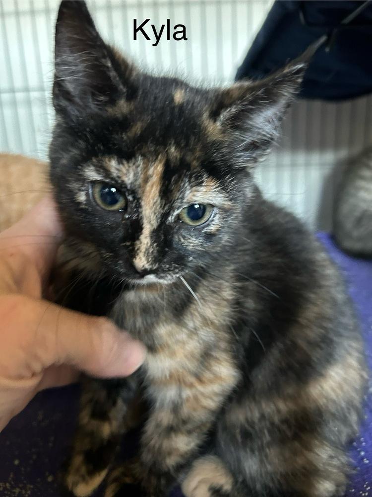 Enlarge Kyla, a Adoptable Domestic Short Hair in Clinton Township, MI image 2/4