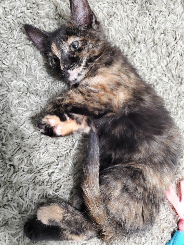 Enlarge Kyla, a Adoptable Domestic Short Hair in Clinton Township, MI image 3/4