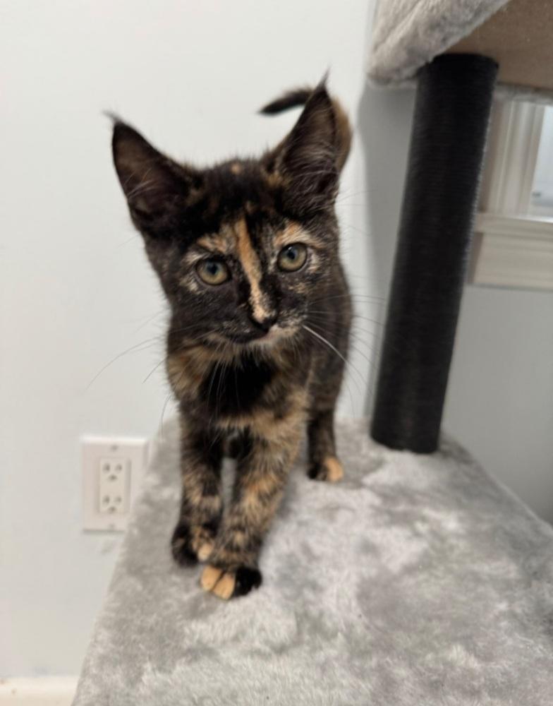 Enlarge Kyla, a Adoptable Domestic Short Hair in Clinton Township, MI image 4/4