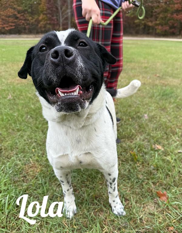 Enlarge Lola, a Adoptable mixed breed in Manistee, MI image 1/1