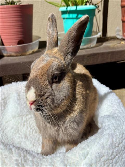 KODIAK*, Adoptable, Adult Male Bunny Rabbit.