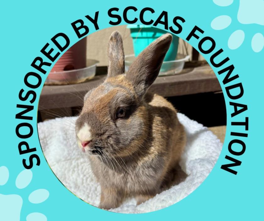KODIAK*, Adoptable, Adult Male Bunny Rabbit.