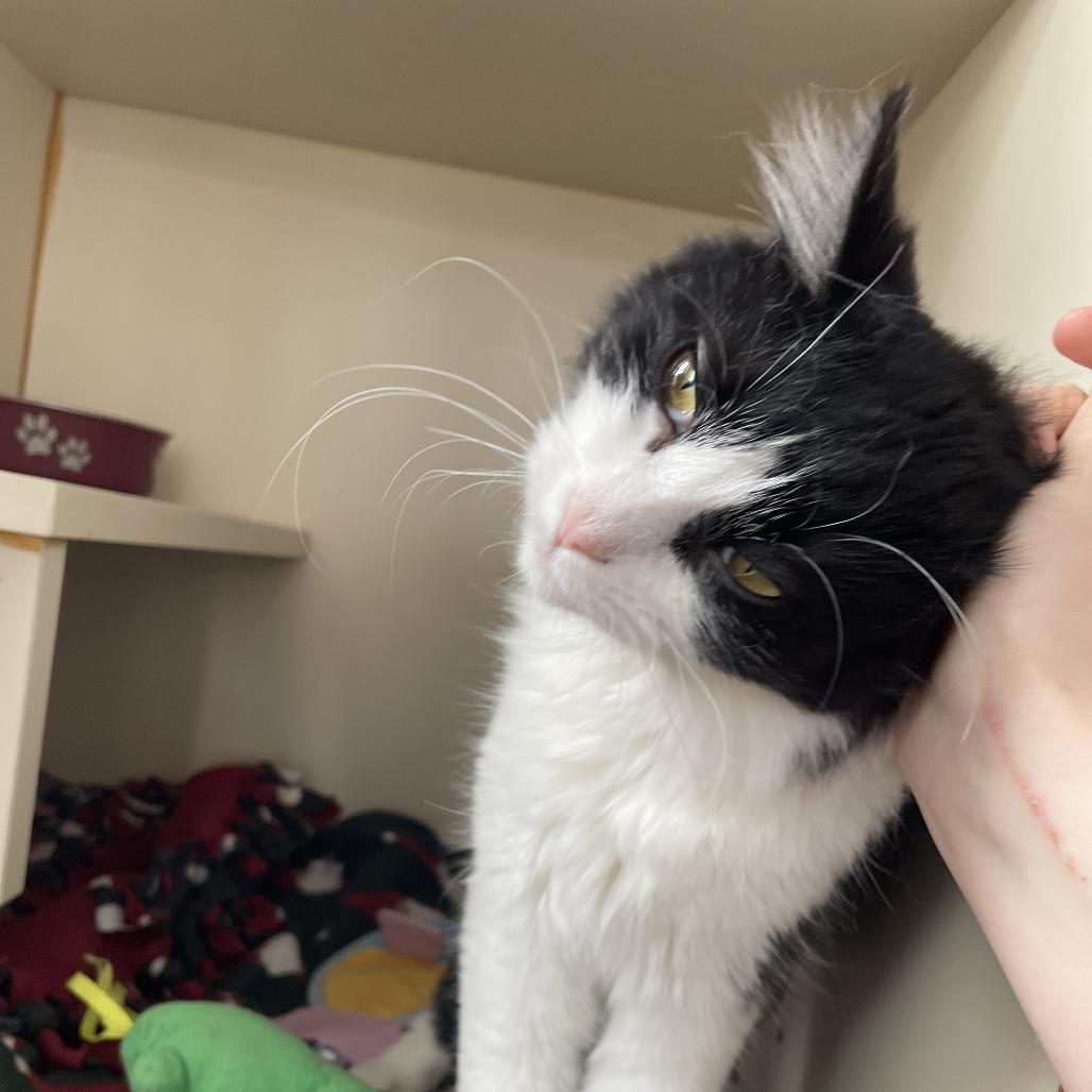 Enlarge Cassoulet, a Adoptable Domestic Medium Hair in St. Louis, MO image 1/6