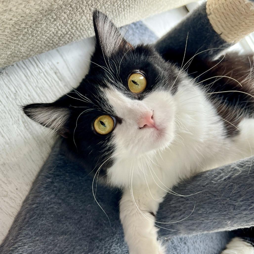 Enlarge Cassoulet, a Adoptable Domestic Medium Hair in St. Louis, MO image 3/6