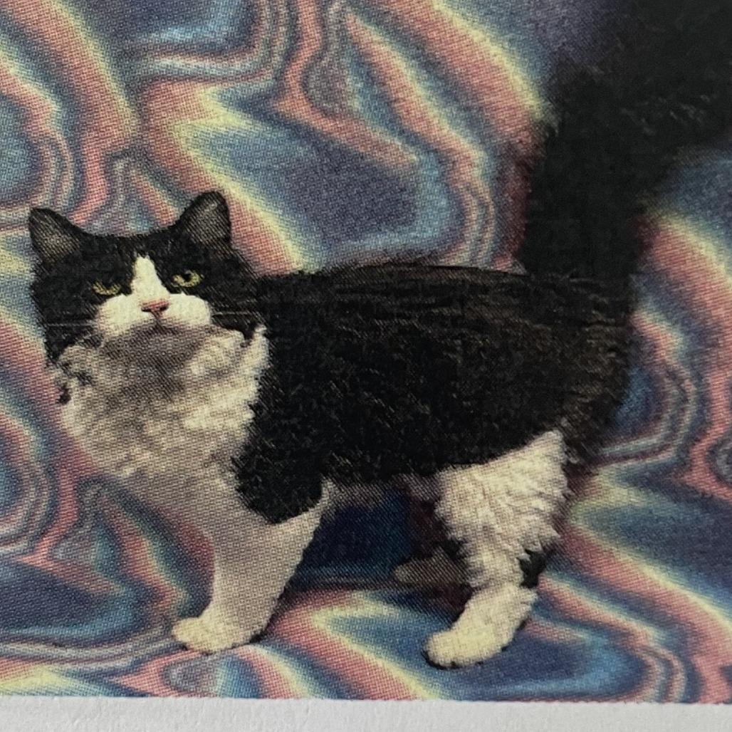 Enlarge Cassoulet, a Adoptable Domestic Medium Hair in St. Louis, MO image 5/6
