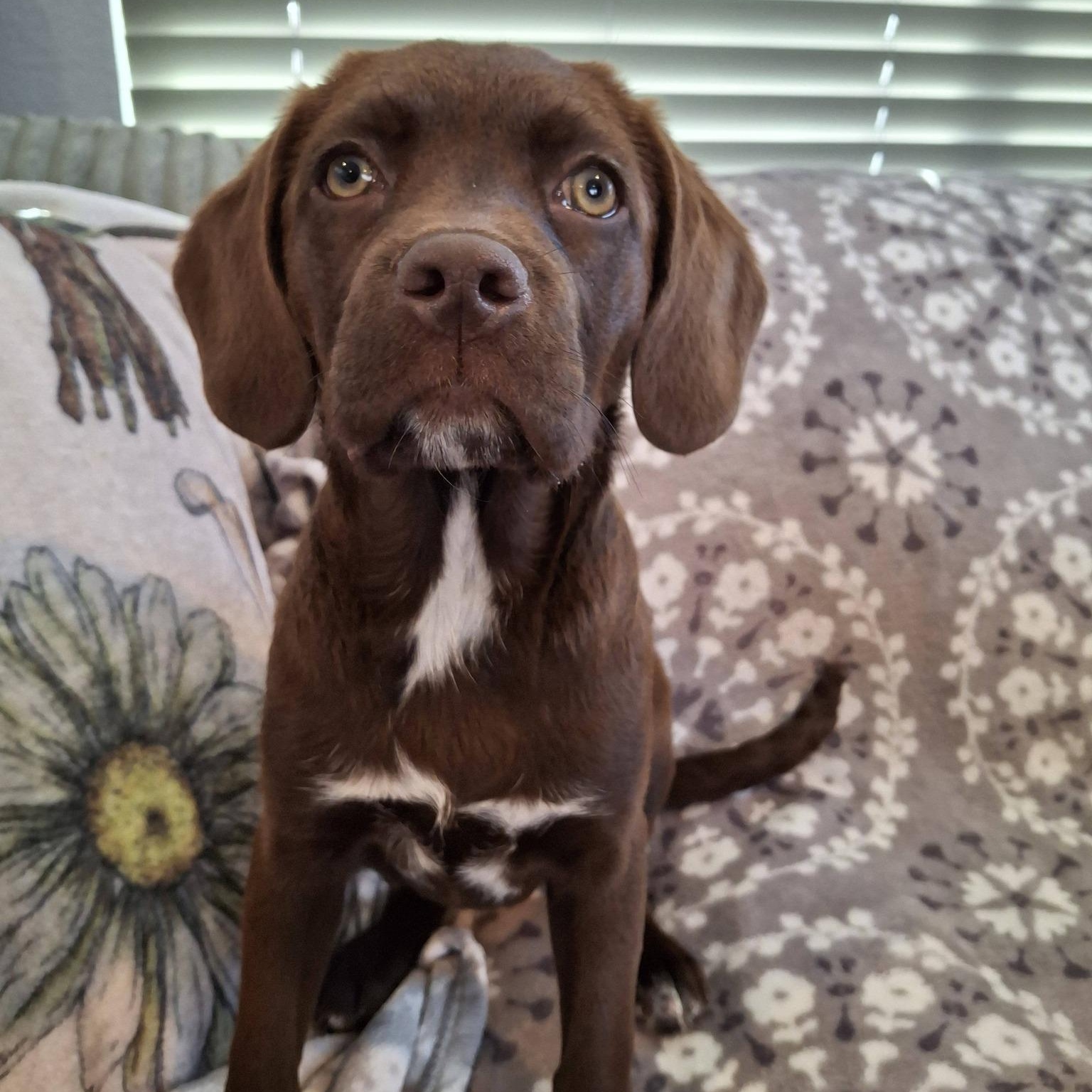 SAPPHIRE, ADOPTABLE, Puppy Female Mixed Breed.