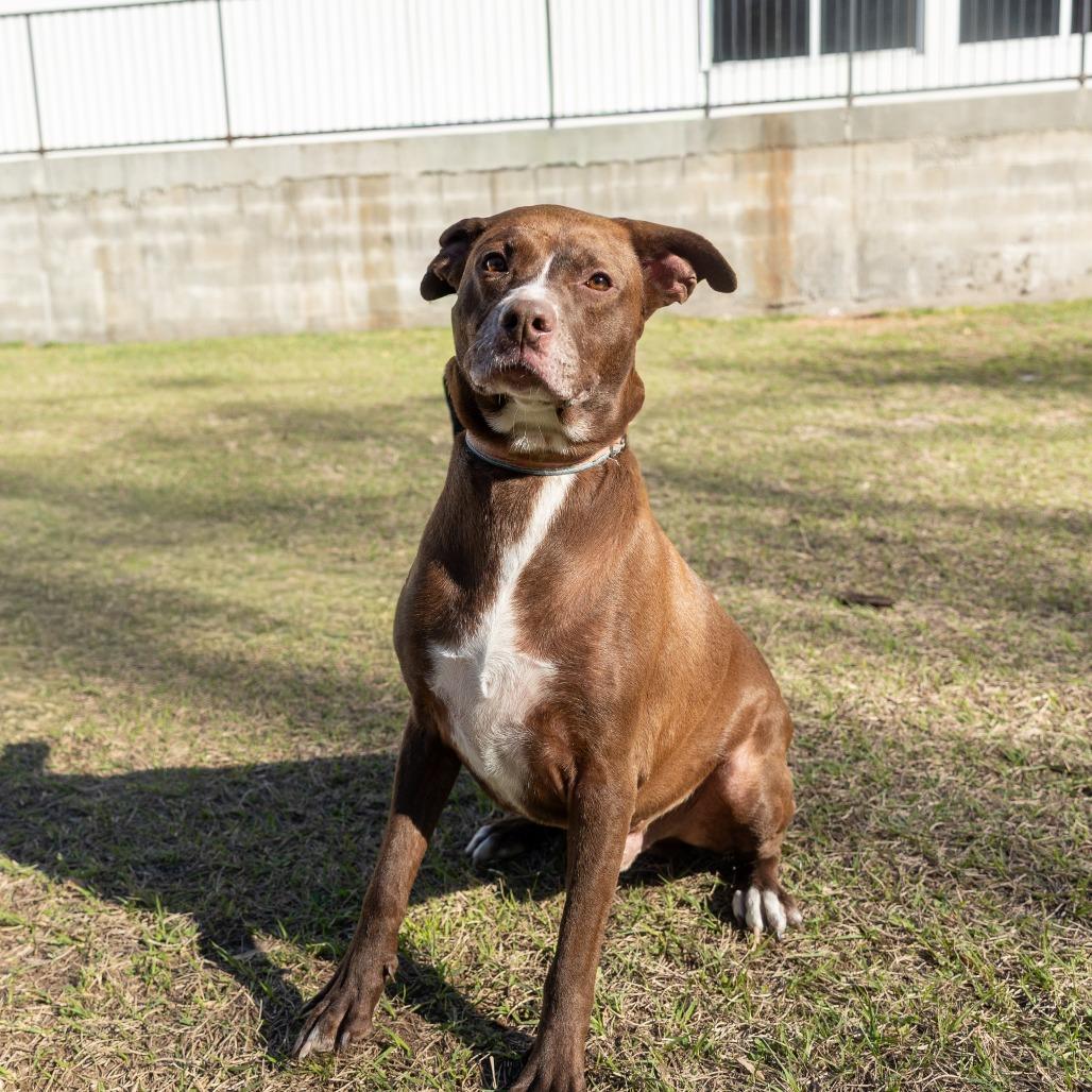 Moca, Adoptable, Adult Male Mixed Breed.