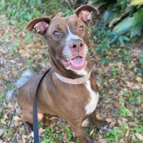 Enlarge Moca, a Adoptable Mixed Breed in Jacksonville, FL image 2/3