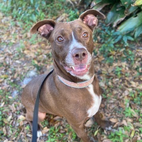 Enlarge Moca, a Adoptable Mixed Breed in Jacksonville, FL image 3/3
