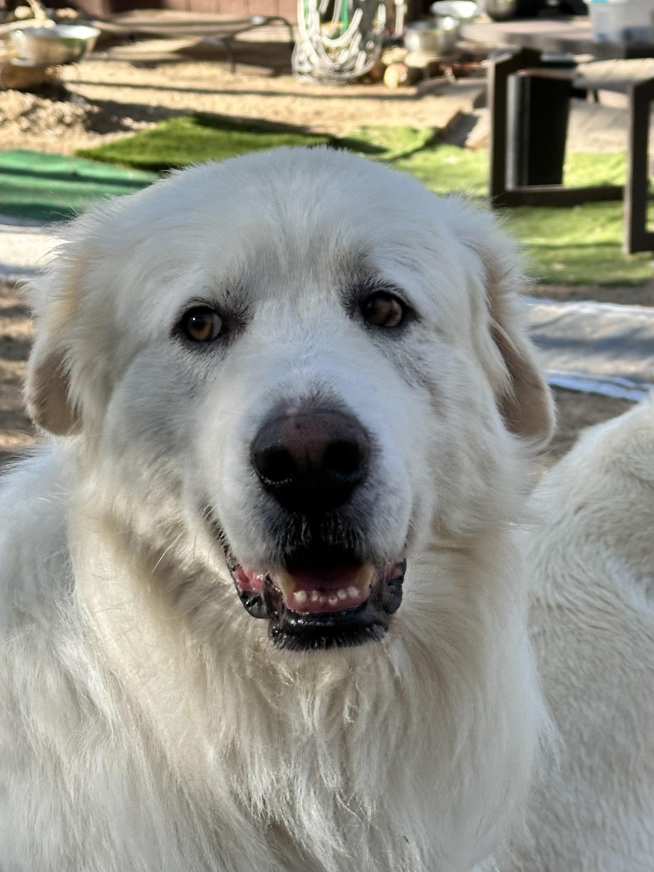 Theo (Theodore), a Adopted Great Pyrenees in Prescott, AZ image 1/5
