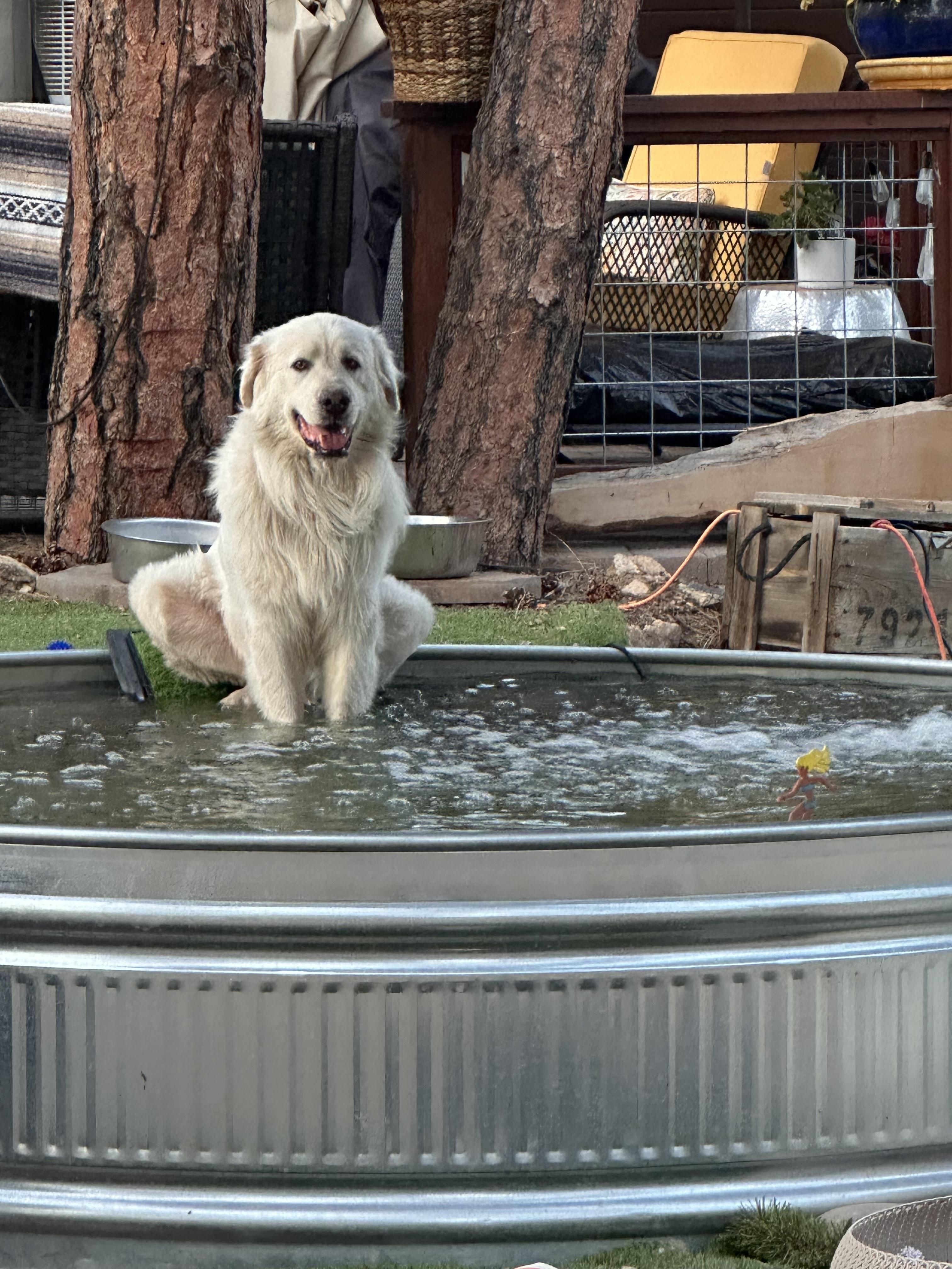 Theo (Theodore), a Adopted Great Pyrenees in Prescott, AZ image 3/5