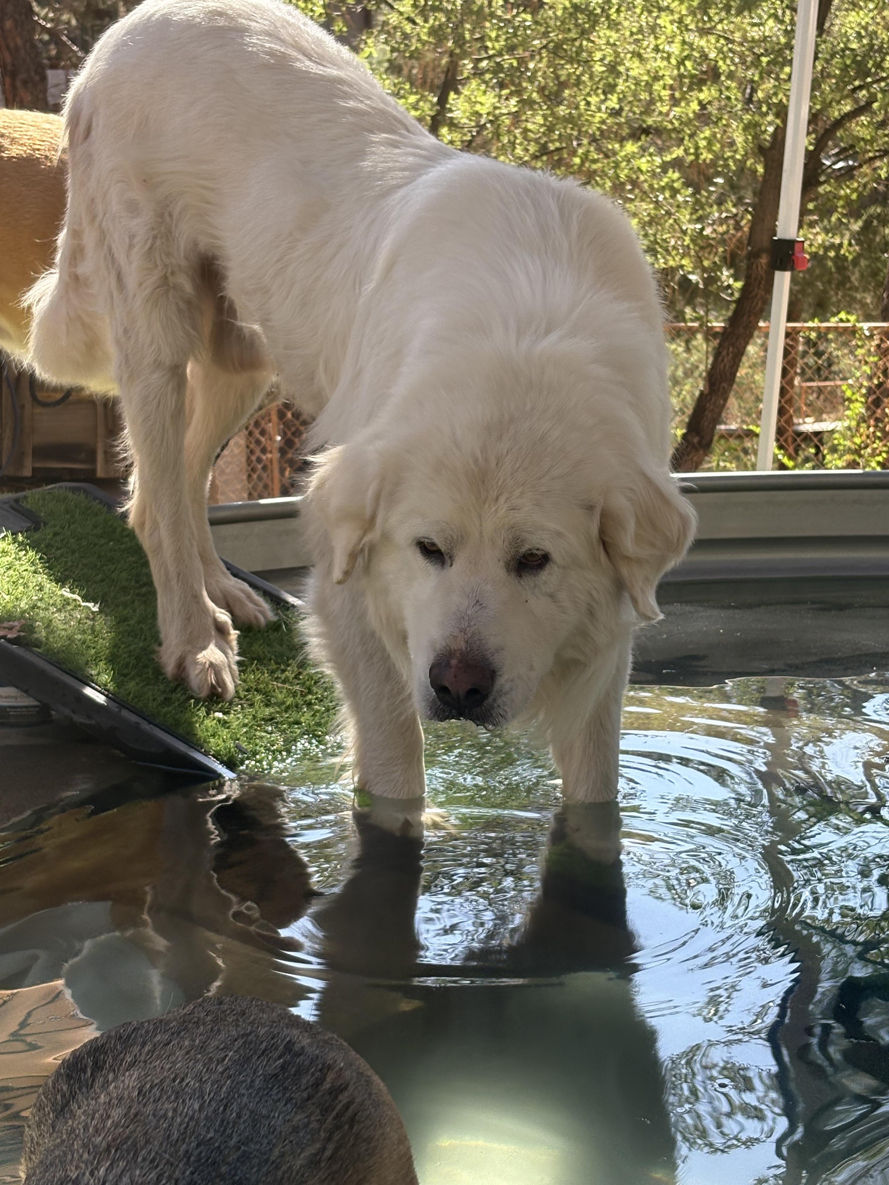 Theo (Theodore), a Adopted Great Pyrenees in Prescott, AZ image 4/5