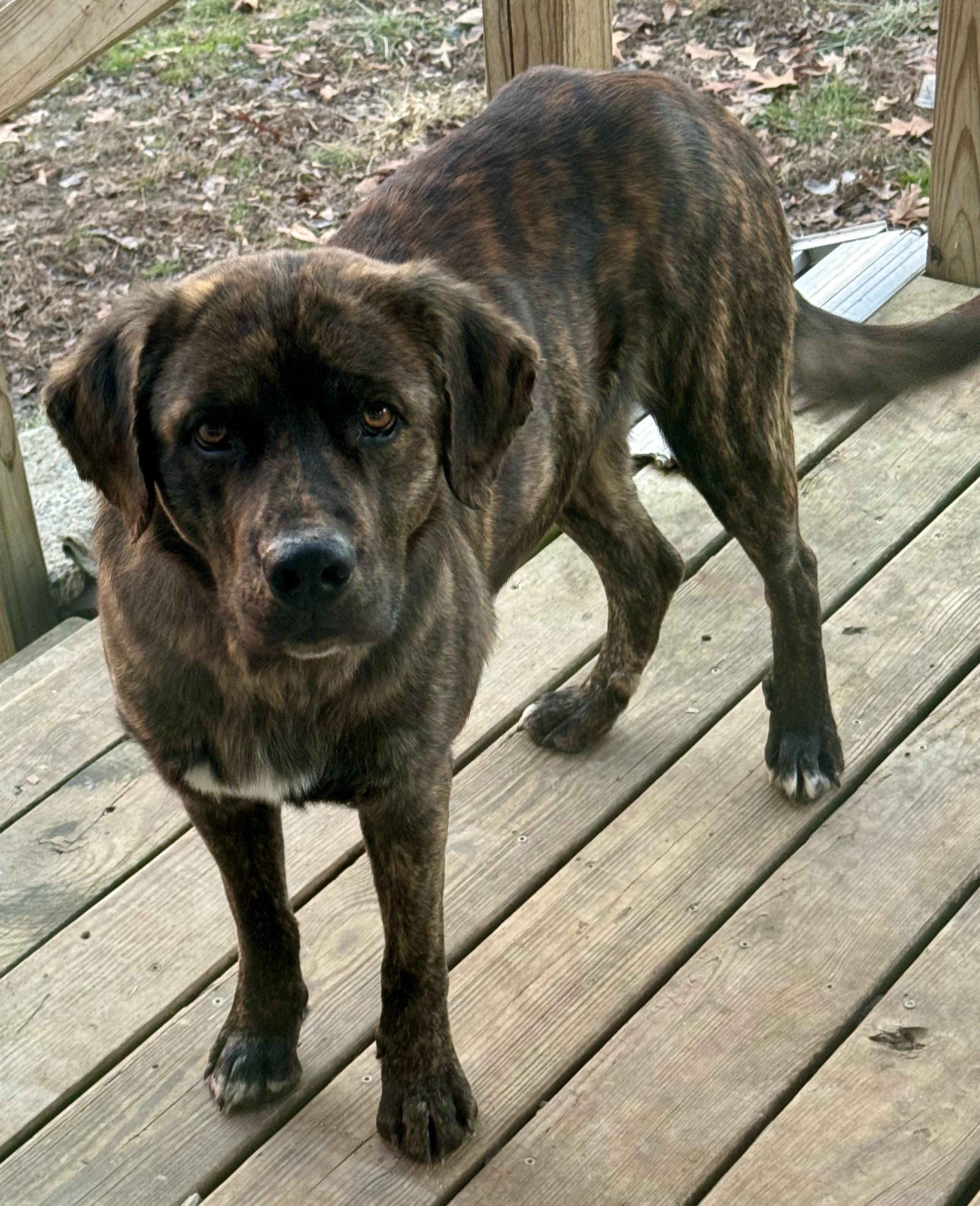 Jig, Young Male Labrador Retriever