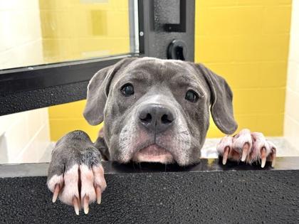 Snowbank — thumbnail 3