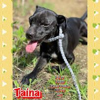 Enlarge Taina PR, a Adoptable mixed breed in Gretna, FL image 1/1