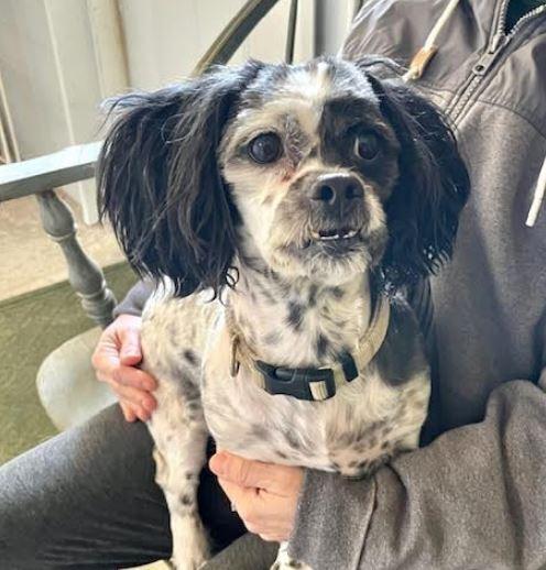George, Adoptable, Adult Male Shih Tzu.