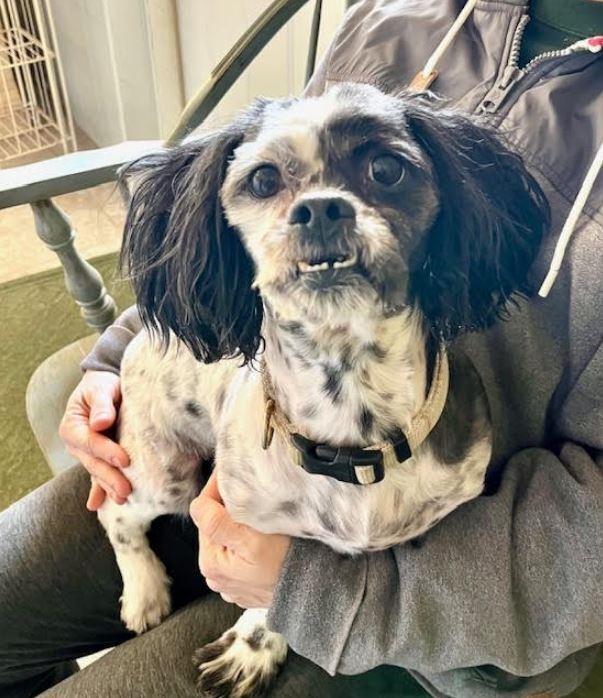 Enlarge George, a Adoptable mixed breed in Mocksville, NC image 2/2