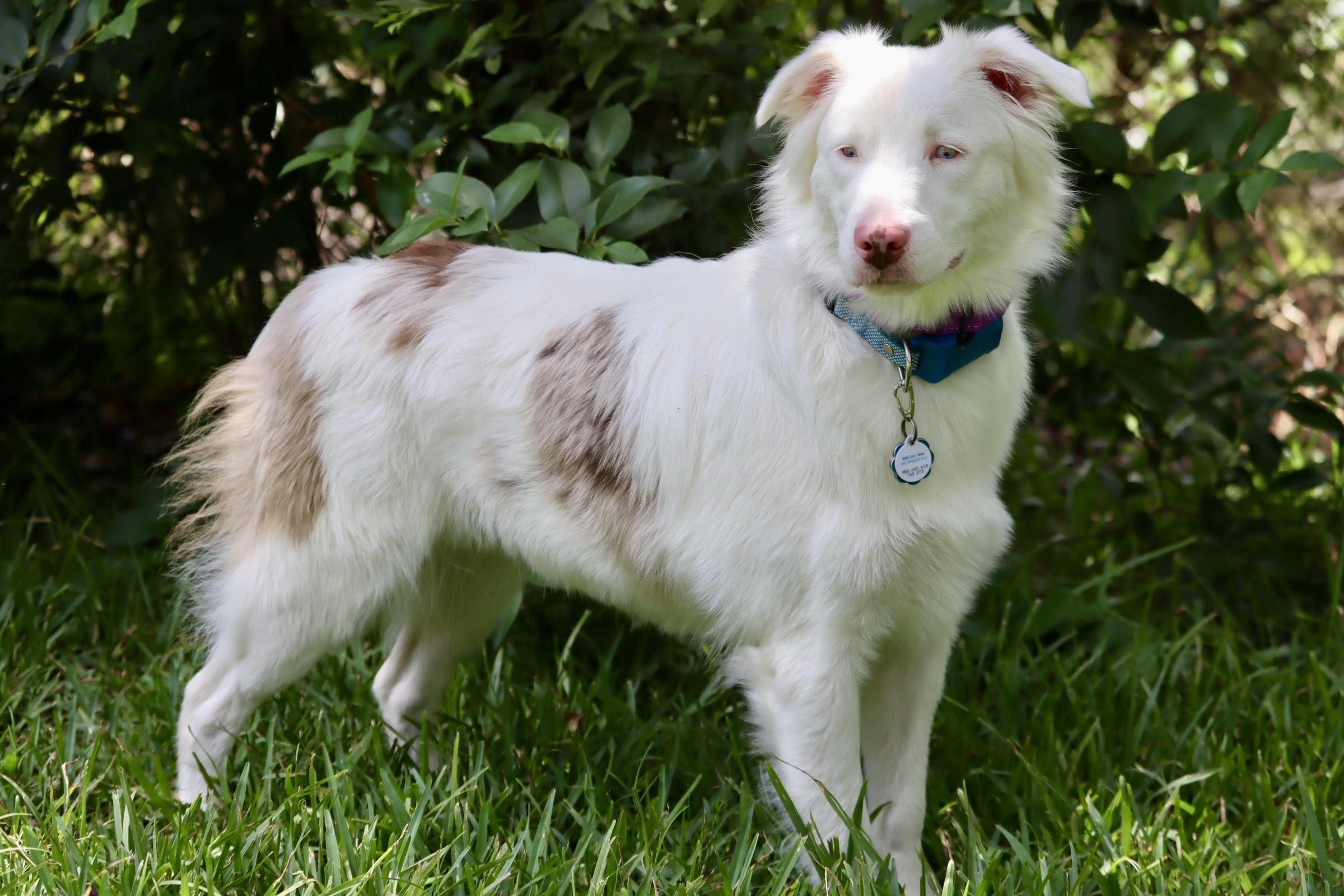 ARPH #14640 - Kiwi, a Adoptable Australian Shepherd in Waco, TX image 1/6