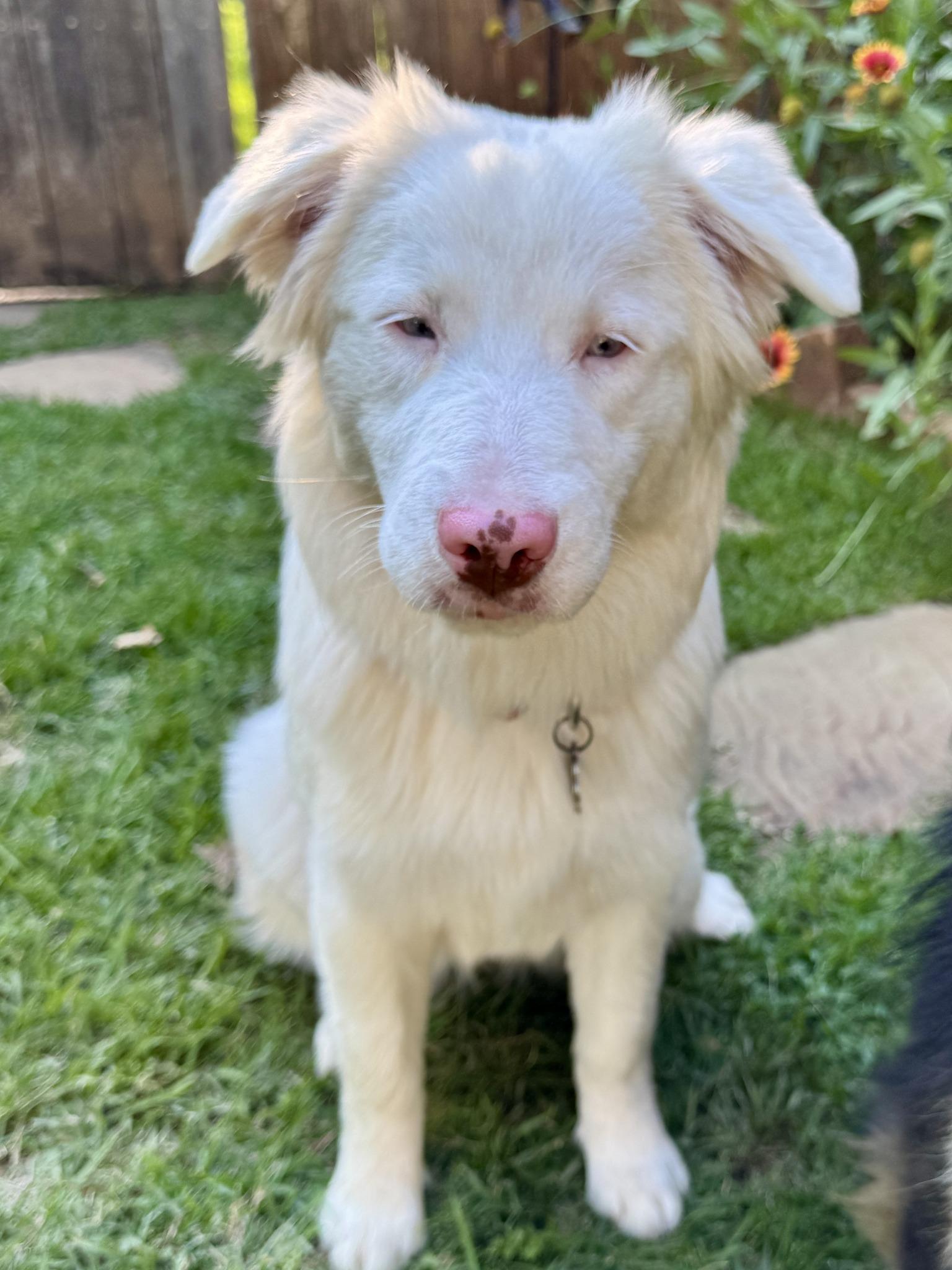 ARPH #14640 - Kiwi, a Adoptable Australian Shepherd in Waco, TX image 3/6