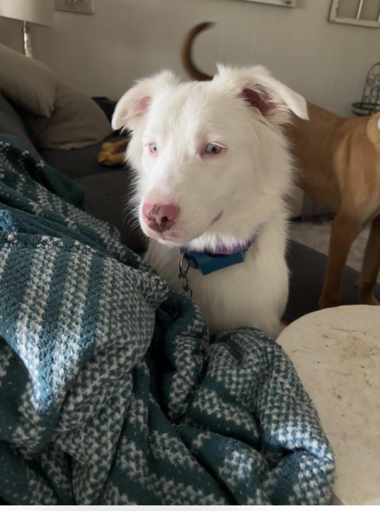 ARPH #14640 - Kiwi, a Adoptable Australian Shepherd in Waco, TX image 4/6