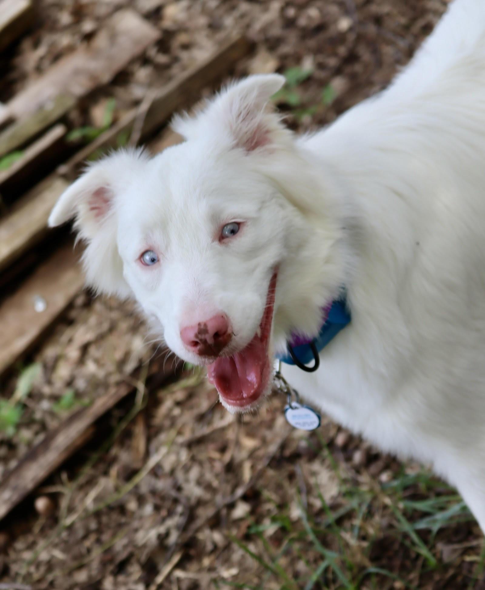 ARPH #14640 - Kiwi, a Adoptable Australian Shepherd in Waco, TX image 6/6