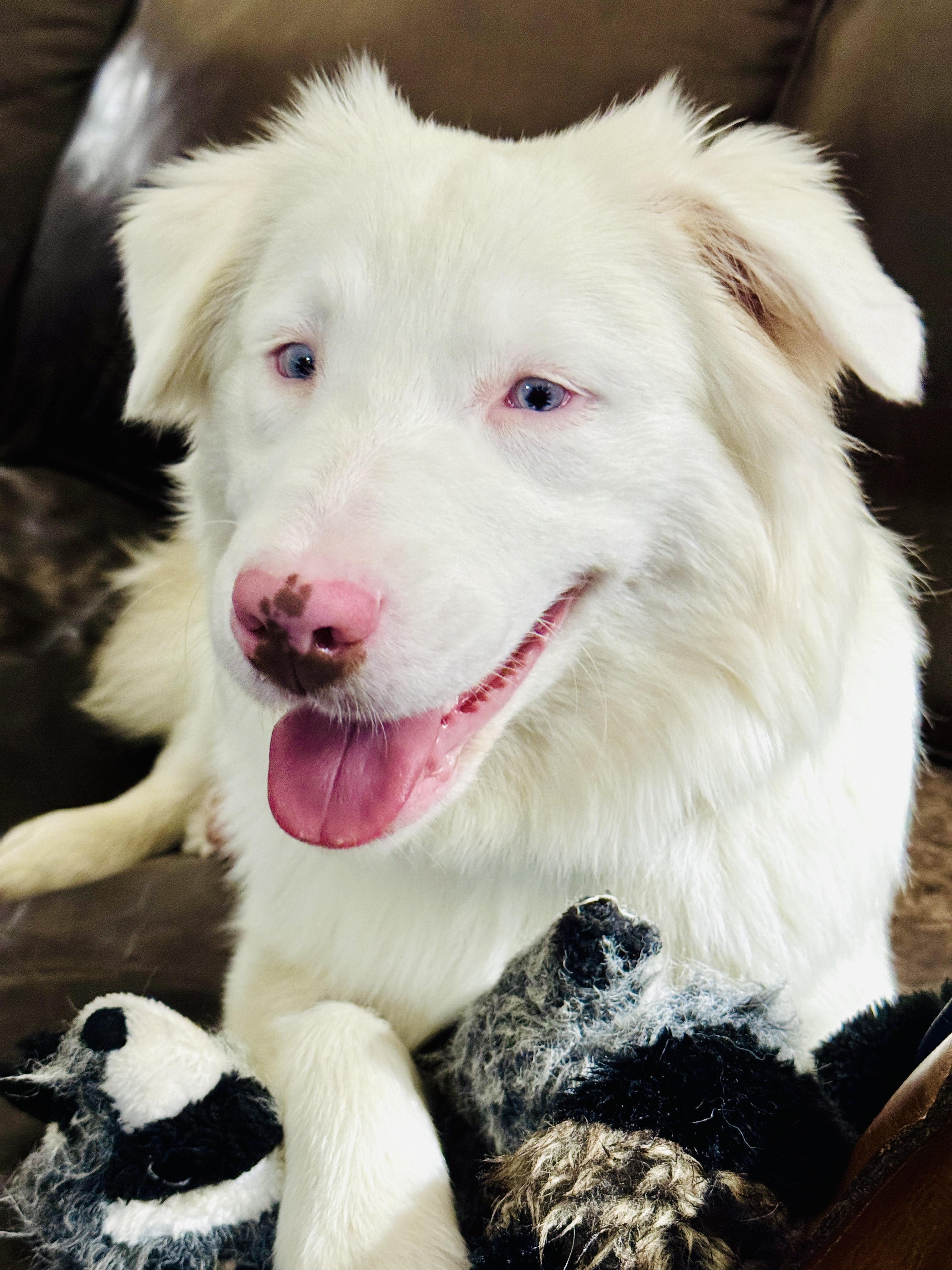 ARPH #14640 - Kiwi, a Adoptable Australian Shepherd in Waco, TX image 2/6