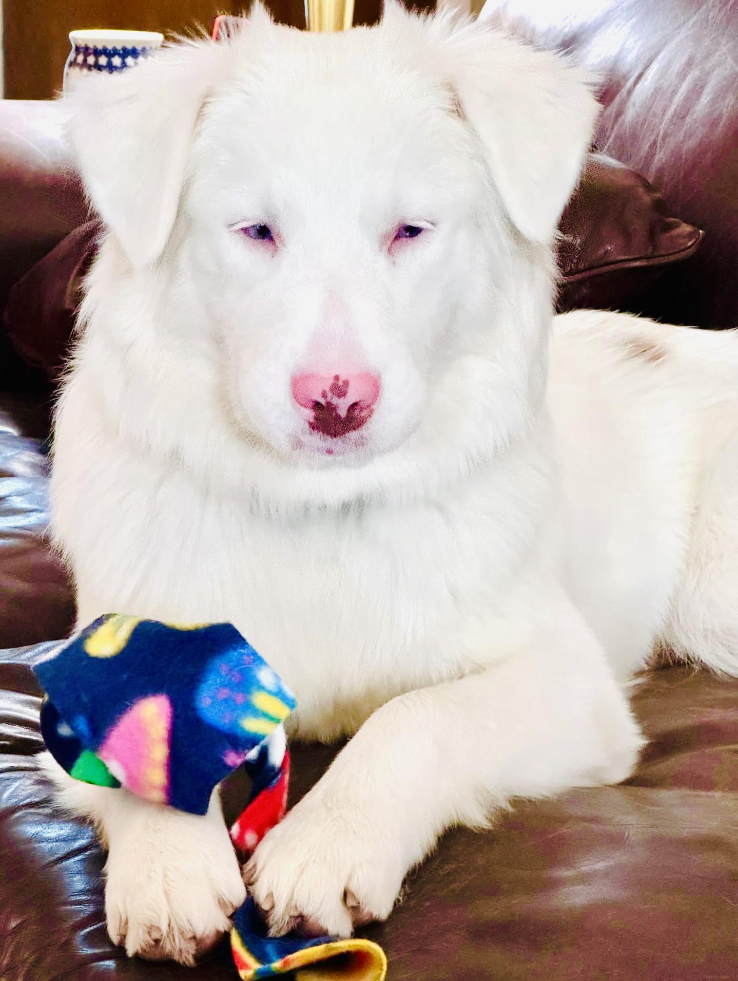 ARPH #14640 - Kiwi, Adoptable, Adult Female Australian Shepherd.