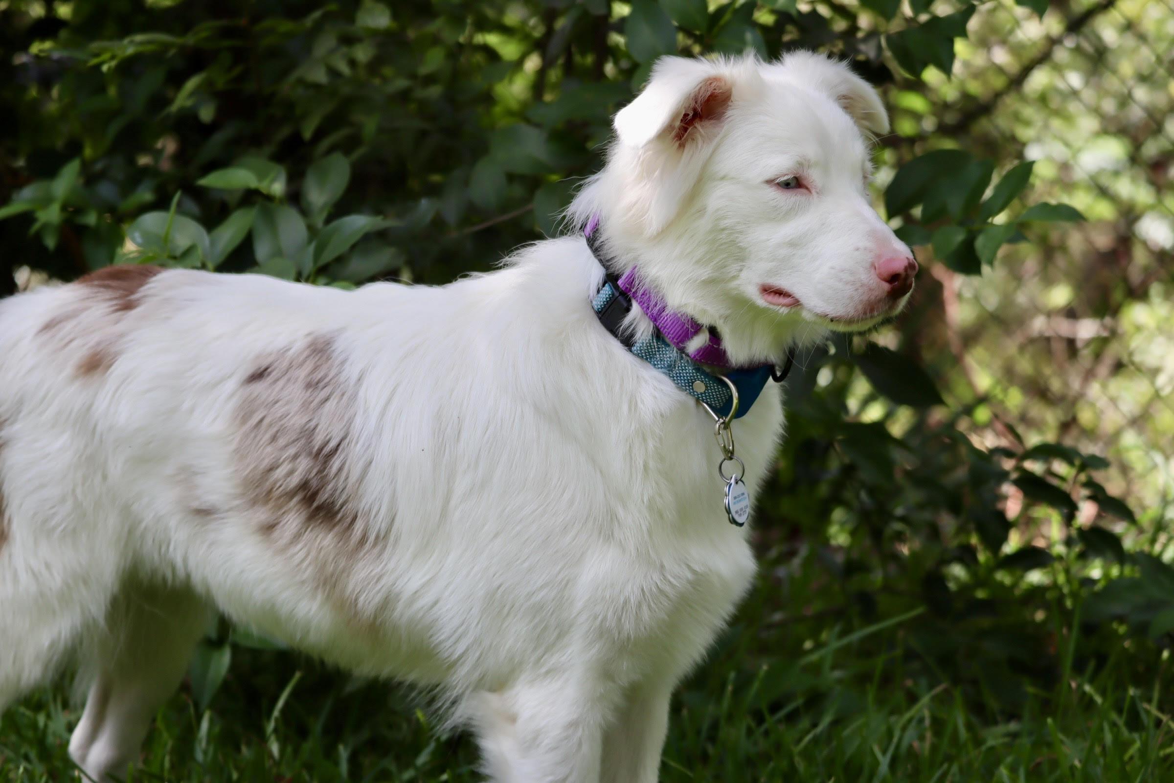 ARPH #14640 - Kiwi, a Adoptable Australian Shepherd in Waco, TX image 5/6