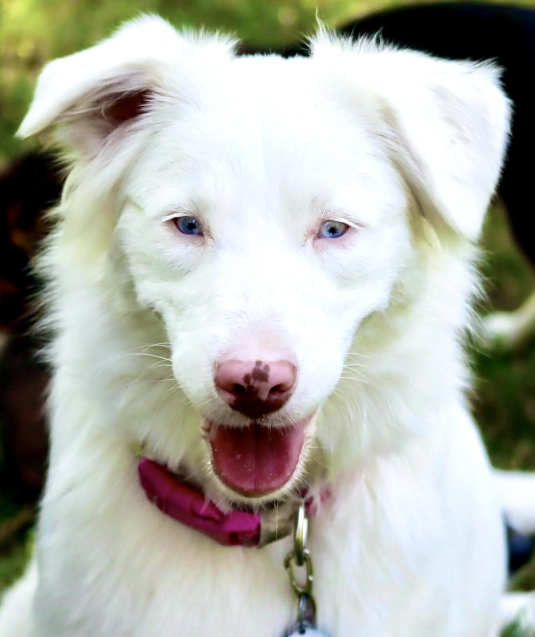 Enlarge ARPH #14640 - Kiwi, a Adoptable Australian Shepherd in Waco, TX image 5/5