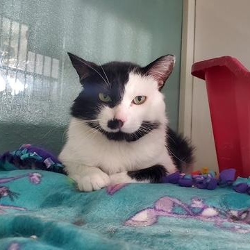 Zorro, ADOPTABLE, Adult Male Domestic Short Hair.