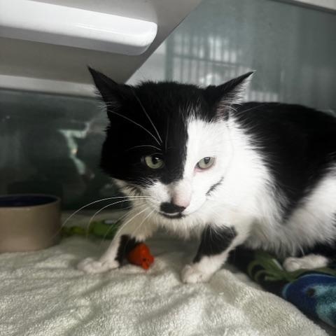 Zorro, a ADOPTABLE Domestic Short Hair in Hutchinson, MN image 6/6