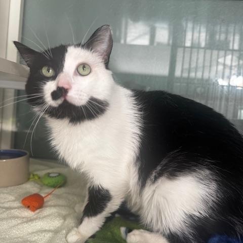 Zorro, a ADOPTABLE Domestic Short Hair in Hutchinson, MN image 2/6