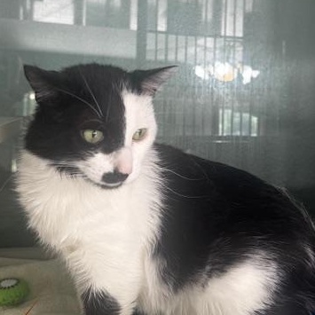 Zorro, a ADOPTABLE Domestic Short Hair in Hutchinson, MN image 5/6