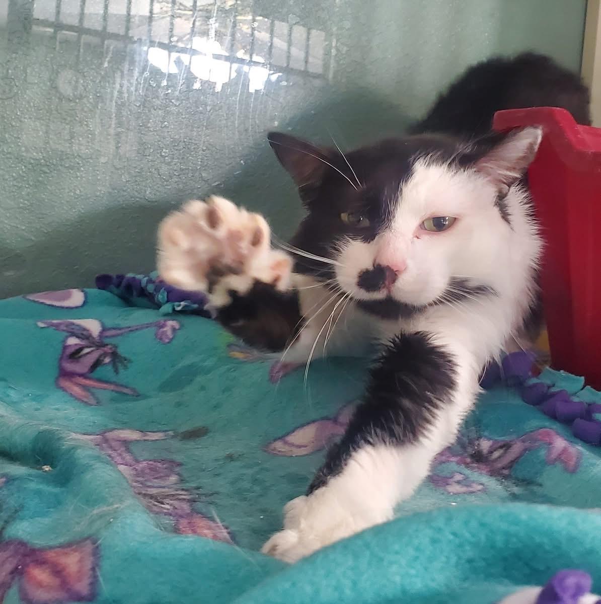 Zorro, a ADOPTABLE Domestic Short Hair in Hutchinson, MN image 3/6