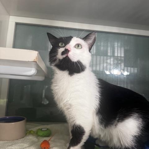 Zorro, a ADOPTABLE Domestic Short Hair in Hutchinson, MN image 4/6