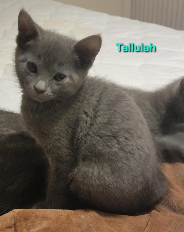 Tallulah, Adoptable, Kitten Female American Shorthair & Domestic Short Hair.