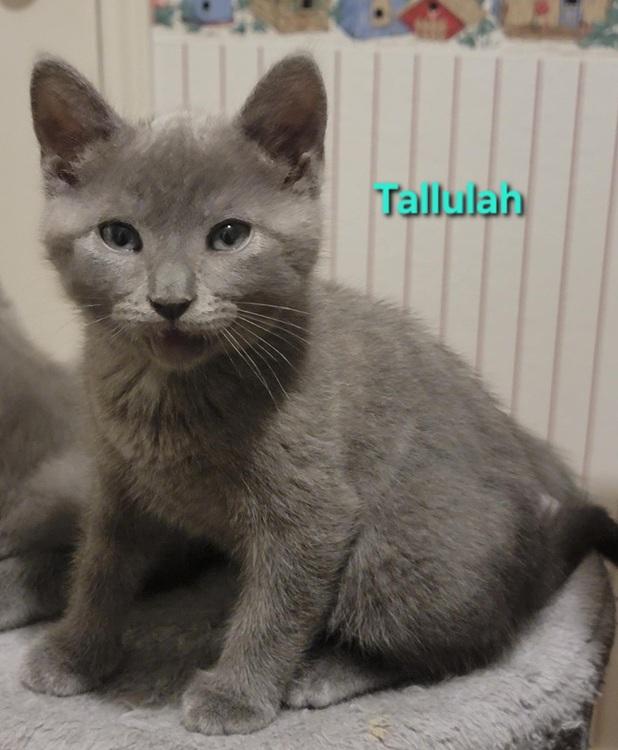Enlarge Tallulah, a Adoptable mixed breed in Richardson, TX image 2/2