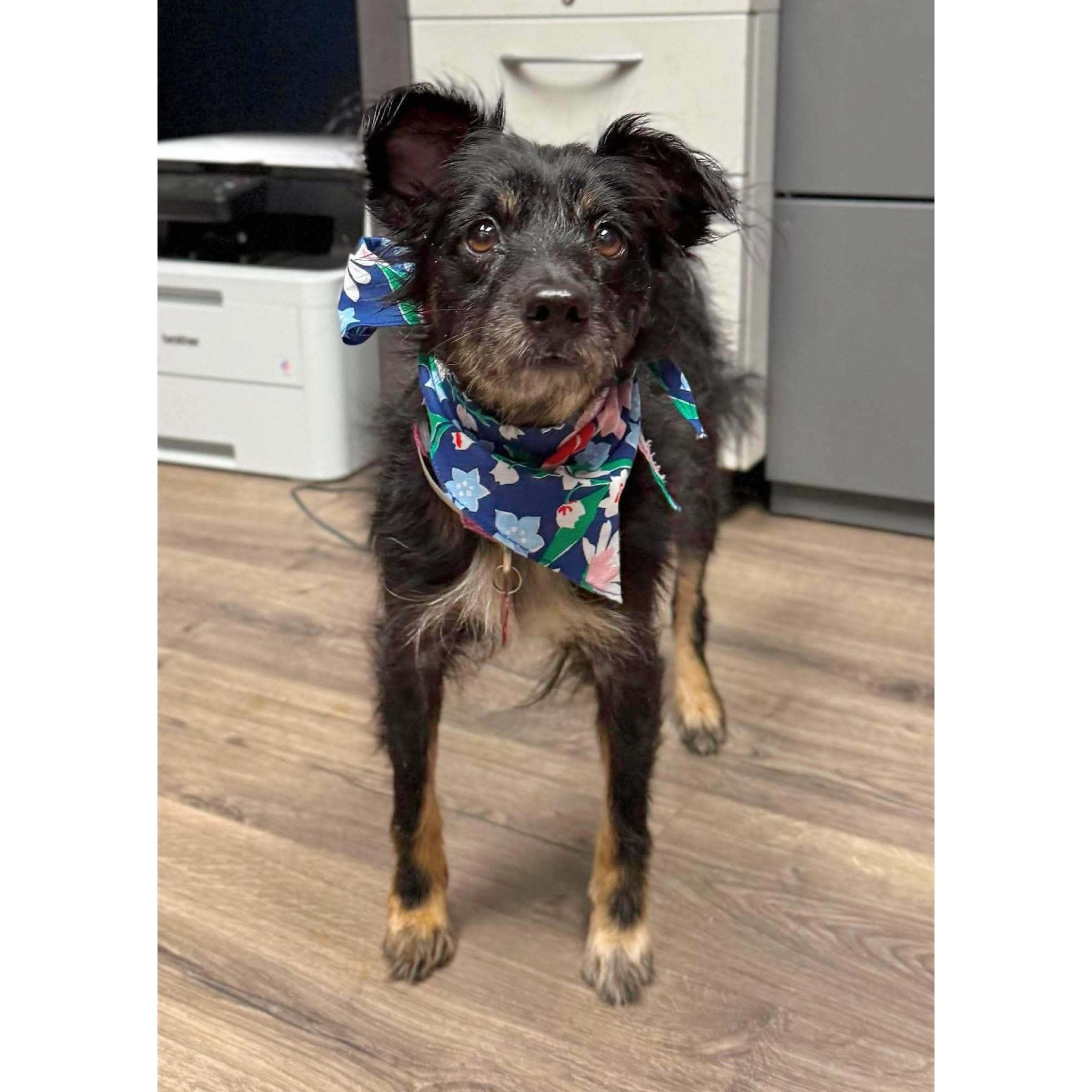 Piper, ADOPTABLE, Young Female Yorkshire Terrier & Chihuahua.