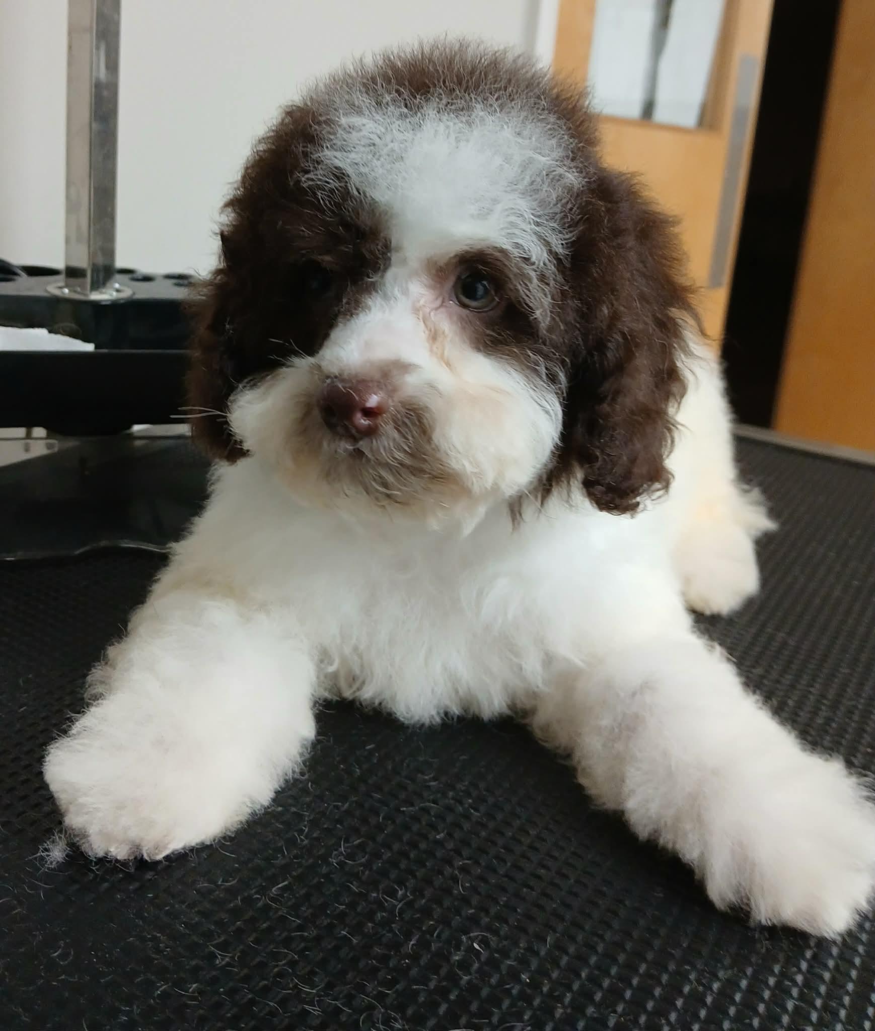 Lavender, ADOPTABLE, Puppy Female Miniature Poodle.