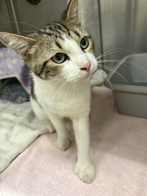 AN'TOE'NETTE, Adoptable, Young Female Domestic Short Hair.